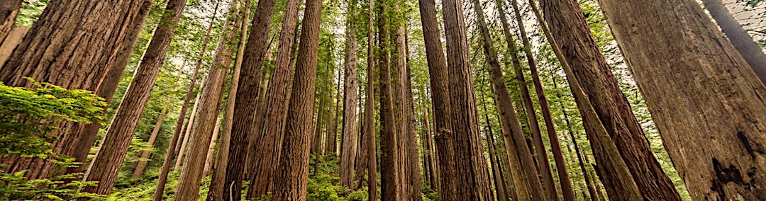 Redwood trees